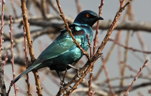 Cape Starling