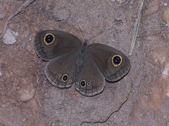 Ypthima praenubila
