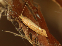 Ypsolopha sp-sw