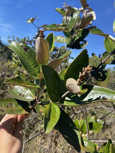 Miconia fallax