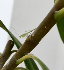 Nilomantis floweri
