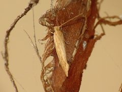Ypsolopha sp-sw