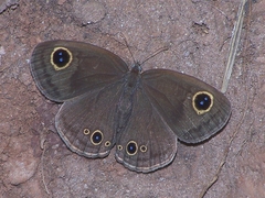 Ypthima praenubila