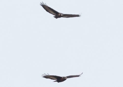 Jackal Buzzard