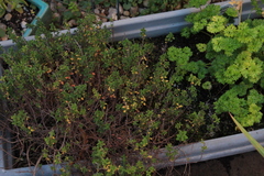 Thymus × citriodorus