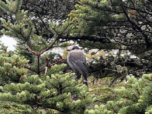 Canada Jay