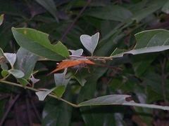 Pseudergolis wedah