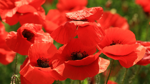 Corn poppy