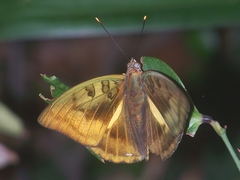 Euthalia omeia