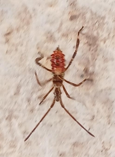 Western Conifer Seed Bug