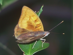 Euthalia omeia