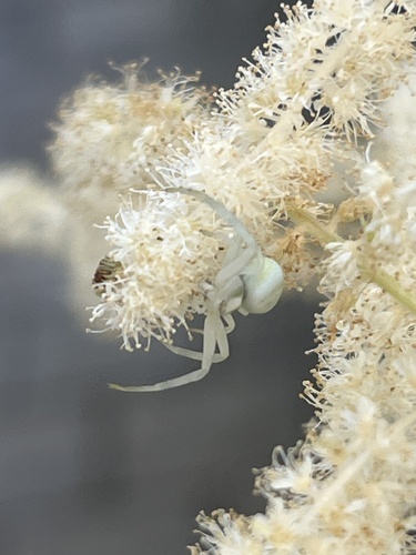 Goldenrod Crab Spider