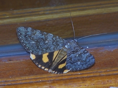 Catocala kuangtungensis