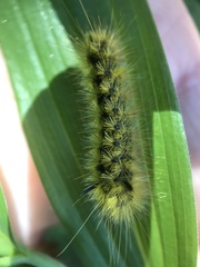 Lophocampa argentata