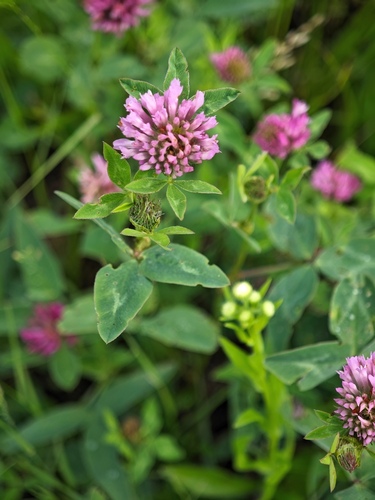 Red Clover