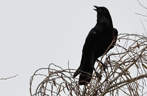 Cape Crow