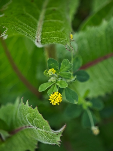 Black Medick