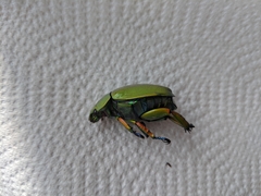 Chrysina adolphi