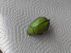 Chrysina adolphi