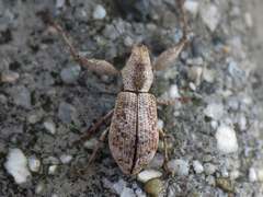 Pandeleteius defectus