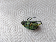 Chrysina adolphi