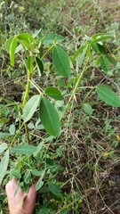 Crotalaria longirostrata
