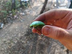 Chrysina adolphi