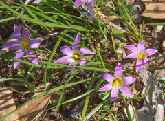 Romulea rosea australis