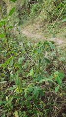 Crotalaria longirostrata