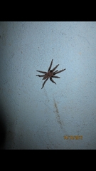 Selenocosmiinae