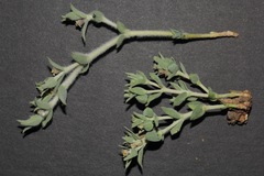 Euphorbia acuta