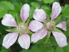 Rubus pungens oldhamii