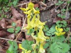 Corydalis speciosa