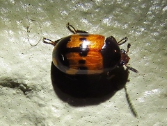 Diaperis nigronotata