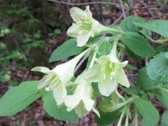 Weigela subsessilis