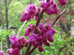 Cercis chinensis