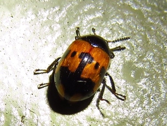 Diaperis nigronotata