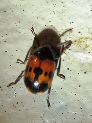 Diaperis nigronotata