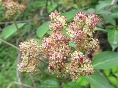 Sambucus williamsii