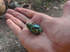 Chrysina adolphi