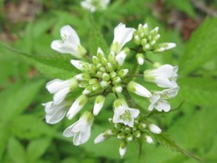 Cardamine leucantha