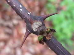 Zanthoxylum piperitum