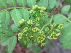 Zanthoxylum piperitum