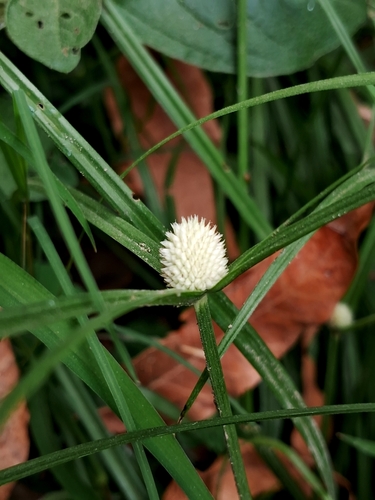 whitehead spikesedge
