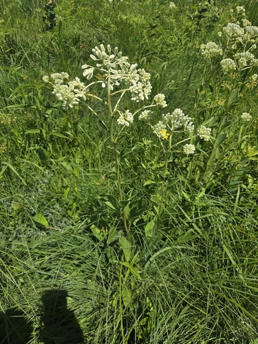 prairie Indian plantain