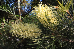 Grevillea whiteana