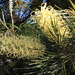 Mundubbera Grevillea - Photo (c) Tracey Hinton, some rights reserved (CC BY-NC), uploaded by Tracey Hinton