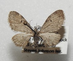 Eupithecia fletcherata