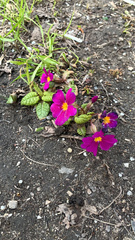 Primula × pruhonicensis