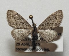 Eupithecia fletcherata